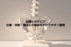 仙骨とはどこ？位置・役割・痛みとの関係をわかりやすく整理