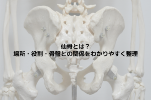 仙骨とは？場所・役割・骨盤との関係をわかりやすく整理
