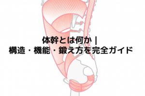 体幹とは何か？｜構造・機能・鍛え方を完全ガイド