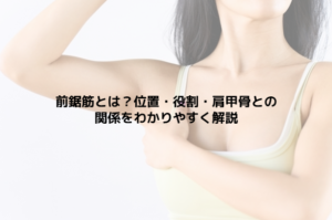 前鋸筋とは？位置・役割・肩甲骨との関係をわかりやすく解説