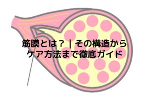 筋膜とは？｜その構造からケア方法まで徹底ガイド