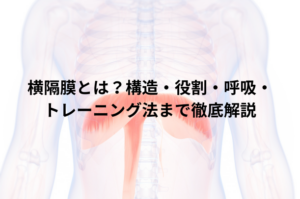 横隔膜とは？構造・役割・呼吸・トレーニング法まで徹底解説